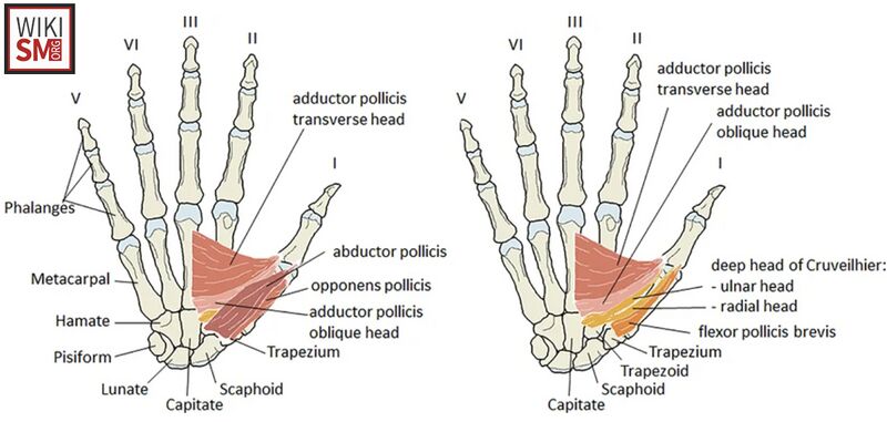 File:Hand anatomy thenar eminence.jpeg