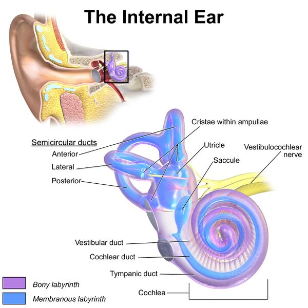 File:Internal ear.jpg