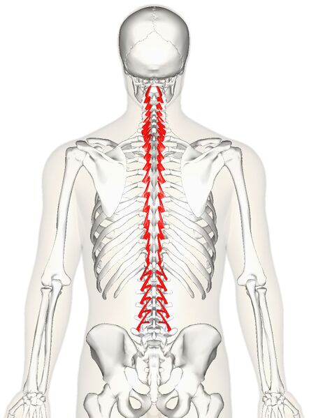 File:Rotatores muscles.jpg