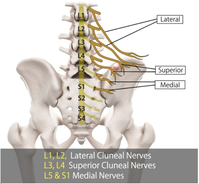 File:Cluneal nerve anatomy.jpg