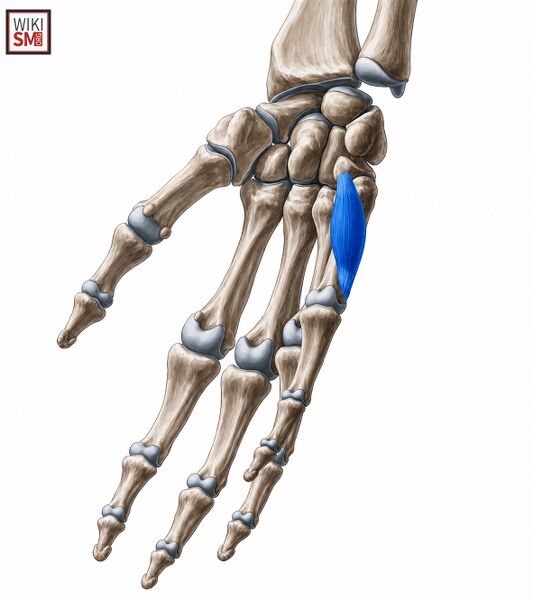 File:Opponens Digiti Minimi Muscle.jpeg