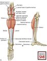 Muscles of the posterior leg