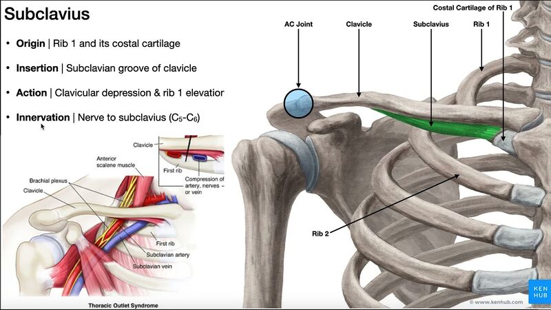 File:Subclavius anatomy.jpg