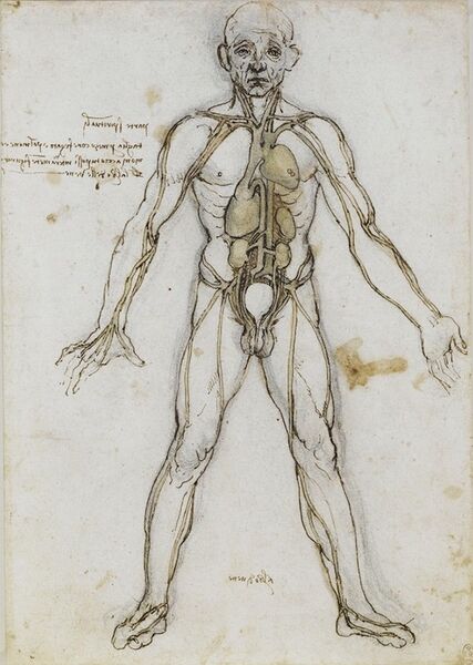 File:Human male da vinci.jpg