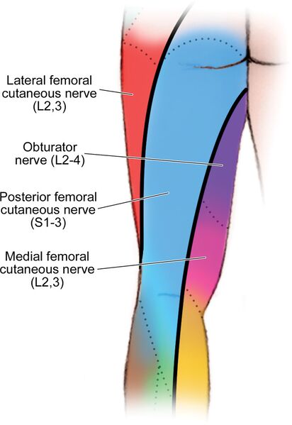 File:Posterior cutaneous nerve.jpg