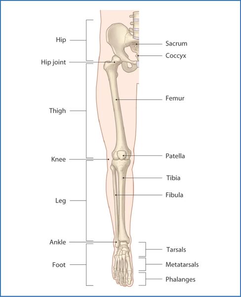File:Lower extremity bones.jpg