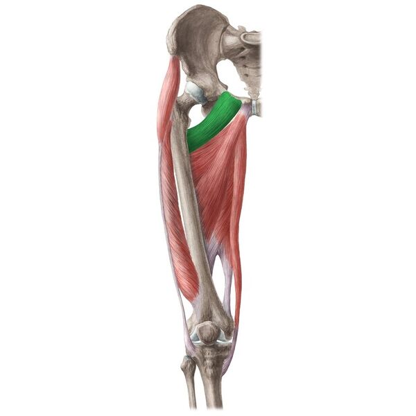 File:Pectineus 2.jpg