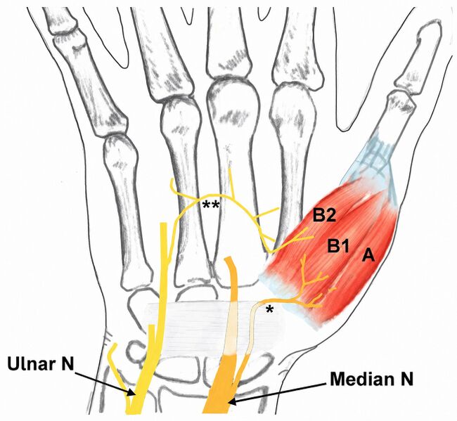 File:Thenar muscles.jpg