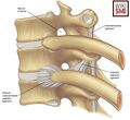 The costotransverse ligaments stabilize the costotransverse joint, particularly the superior and posterior (not shown) costotransverse ligaments[1]