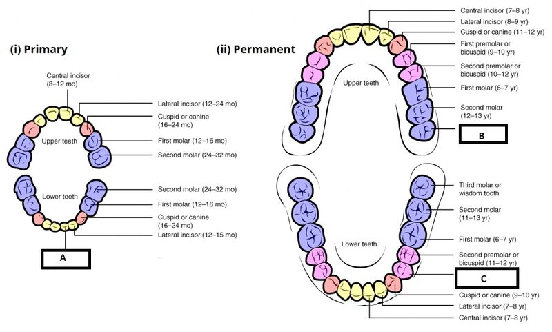 File:Primary permanent teeth.jpg