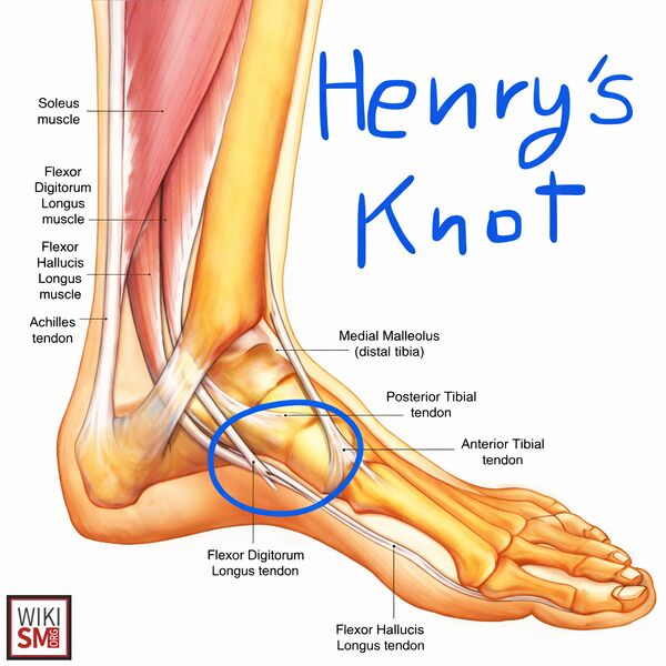 File:Henrys knot anatomy.jpeg