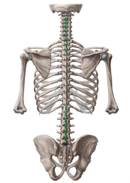 File:Interspinalis anatomy.jpg