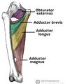 Muscles of the medial compartment of the thigh[2]