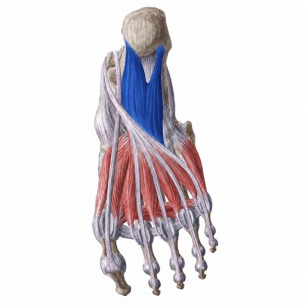 File:Quadratus Plantae Muscle.jpg
