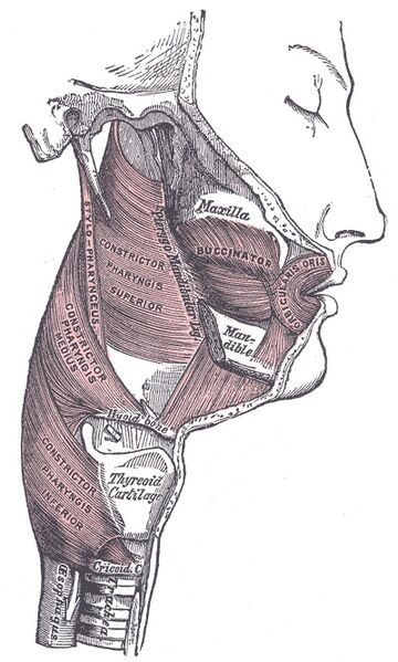 File:Pharyngeal muscles.jpg