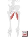 Illustration of Adductor Brevis