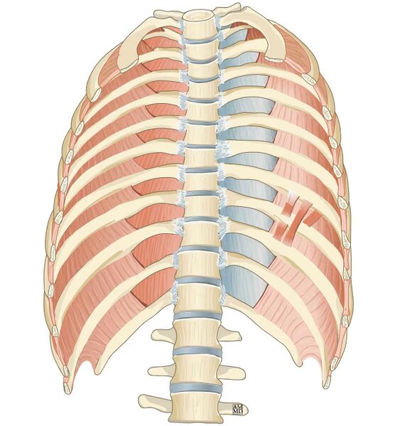 File:Subcostal muscle anatomy illustration.jpg