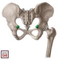 Anatomy of the ischial spine[3]
