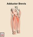 Illustration of Adductor Brevis