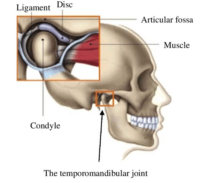File:TMJ temporomandibular joint.jpg