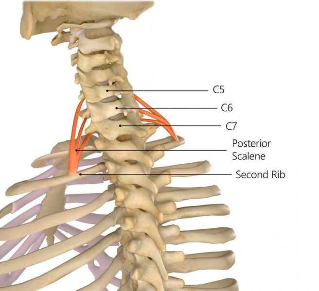 File:Posterior scalene.jpg
