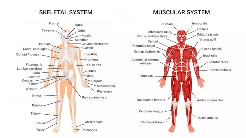 File:Skeletal muscular system.jpg