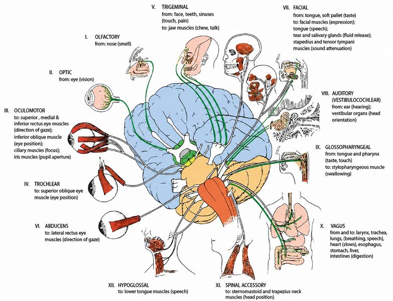 File:Anatomy cranial nerves.jpg