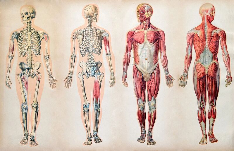 File:Human anatomy.jpg