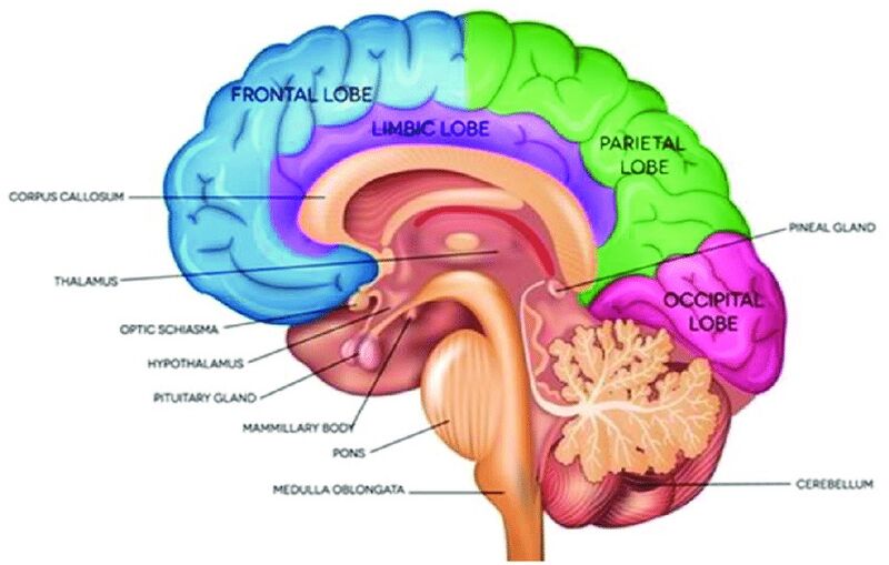 File:Human brain anatomy.jpg