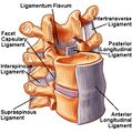 Cervical spine ligaments anatomy including the PLL[2]