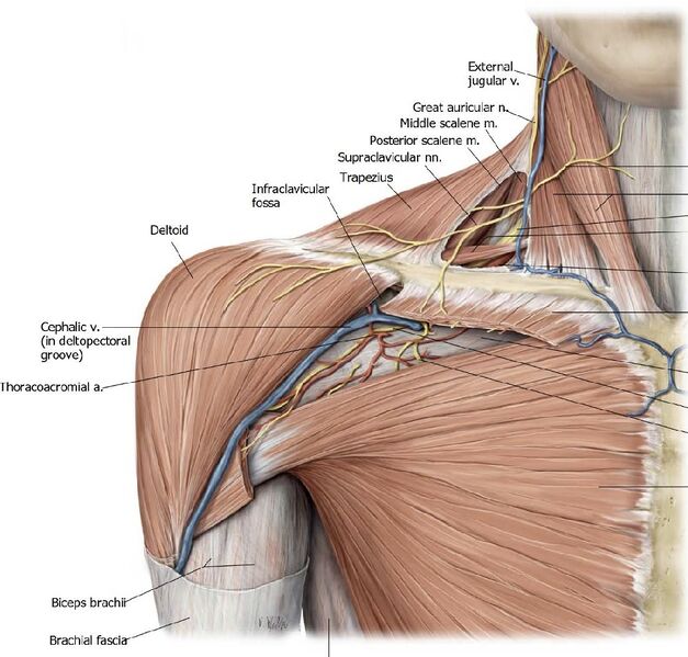 File:Clavipectoral Triangle.jpeg
