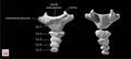 Thumbnail for version as of 23:20, 5 May 2026