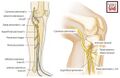 Anatomical presentation of the bifurcations of the sciatic nerve in the popliteal fossa[3]