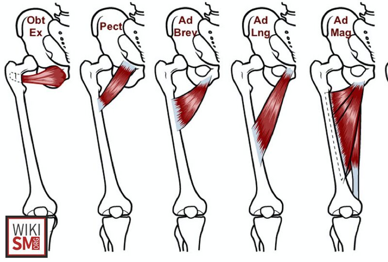 File:Adductor strain muscles.jpg