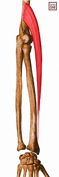 File:Brachioradialis anatomy.jpeg