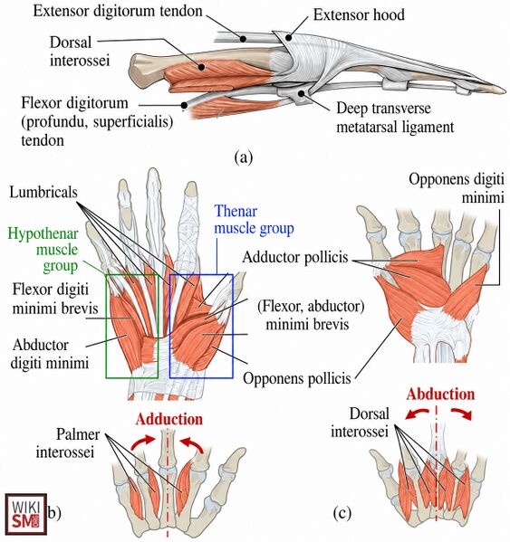 File:Extrinsic hand muscles.jpeg