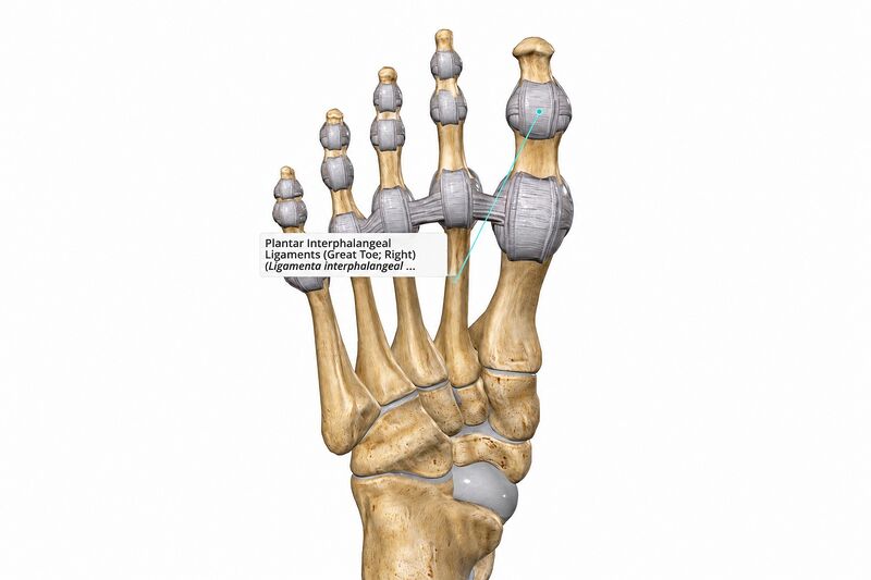 File:Plantar Interphalangeal Ligament.jpg