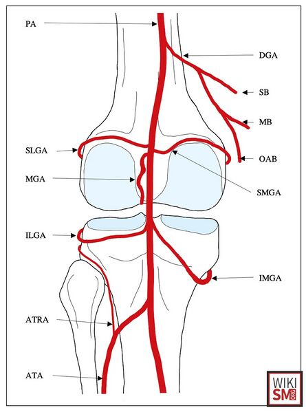 File:Knee Popliteal Anastomosis.jpeg