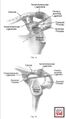 Diagram of the superior shoulder suspensory complex showing a) an anteroposterior view of the bony soft-tissue ring and the superior and inferior bony struts and b) a lateral view of the bony soft-tissue ring[3]
