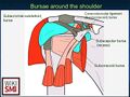 Bursae around the shoulder