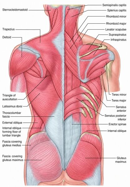 File:Back muscle anatomy.jpeg