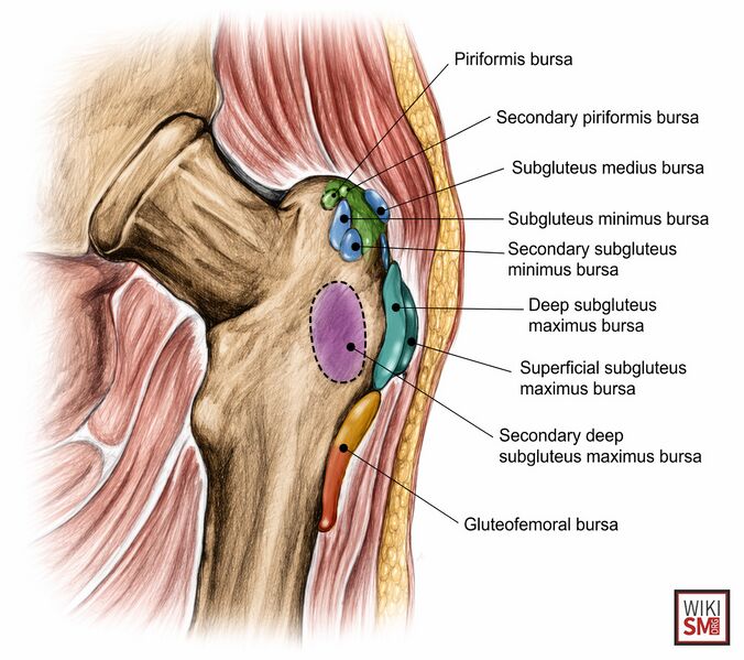 File:Hip bursa.jpeg