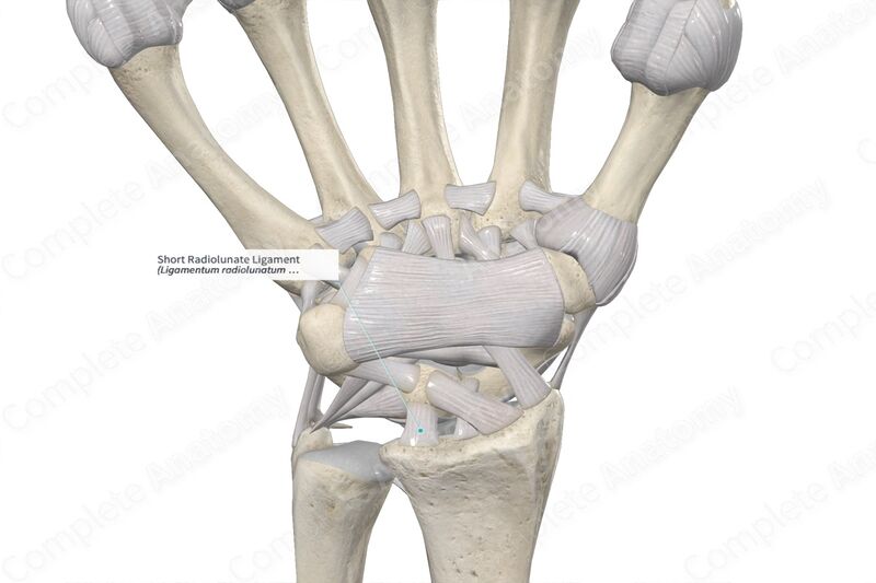 File:Short radiolunate ligament.jpg