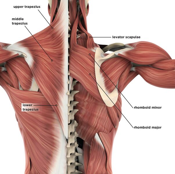File:Scapulothoracic muscles.jpg
