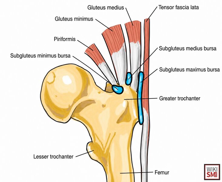 File:Subgluteus Minimus Bursa anatomy.jpeg