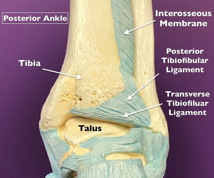File:Transverse Tibiofibular Ligament.jpg