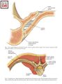 The capsular ligament in between the neck of the rib and the anterior aspect of the transverse process provides additional support to the costotransverse joint.[1]