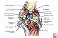 Anatomy of the knee including Ligament of Wrisberg[3]