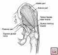 Hip abductor musculature[1]