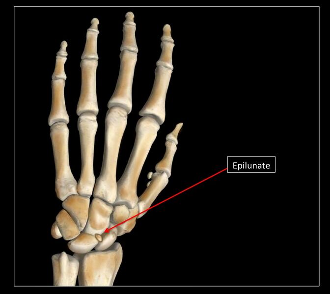 File:Illustration of os epilunate.jpg